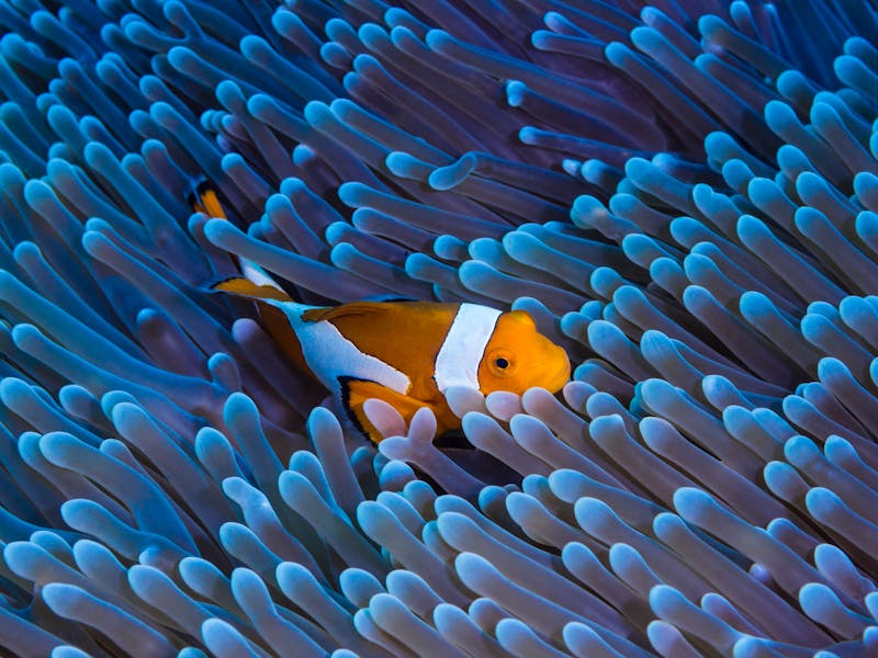 Club Med Reef